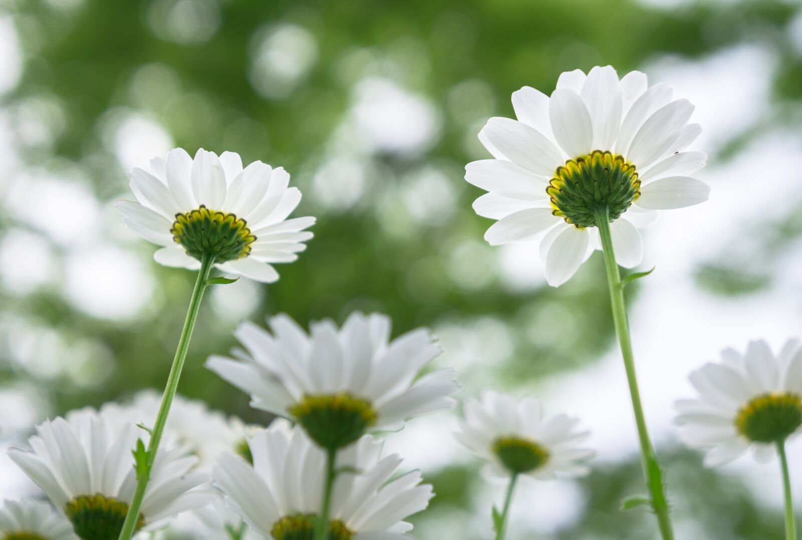 Sony Alpha NEX-5N sample photo. Nature, flowers, plants photography