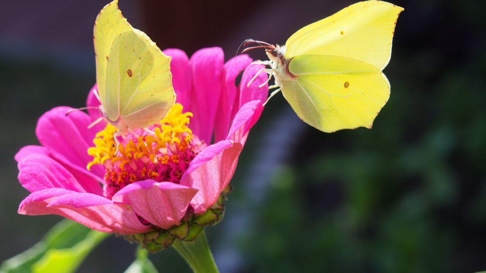 Olympus PEN E-PL6 sample photo. Butterfly, butterflies, insect photography