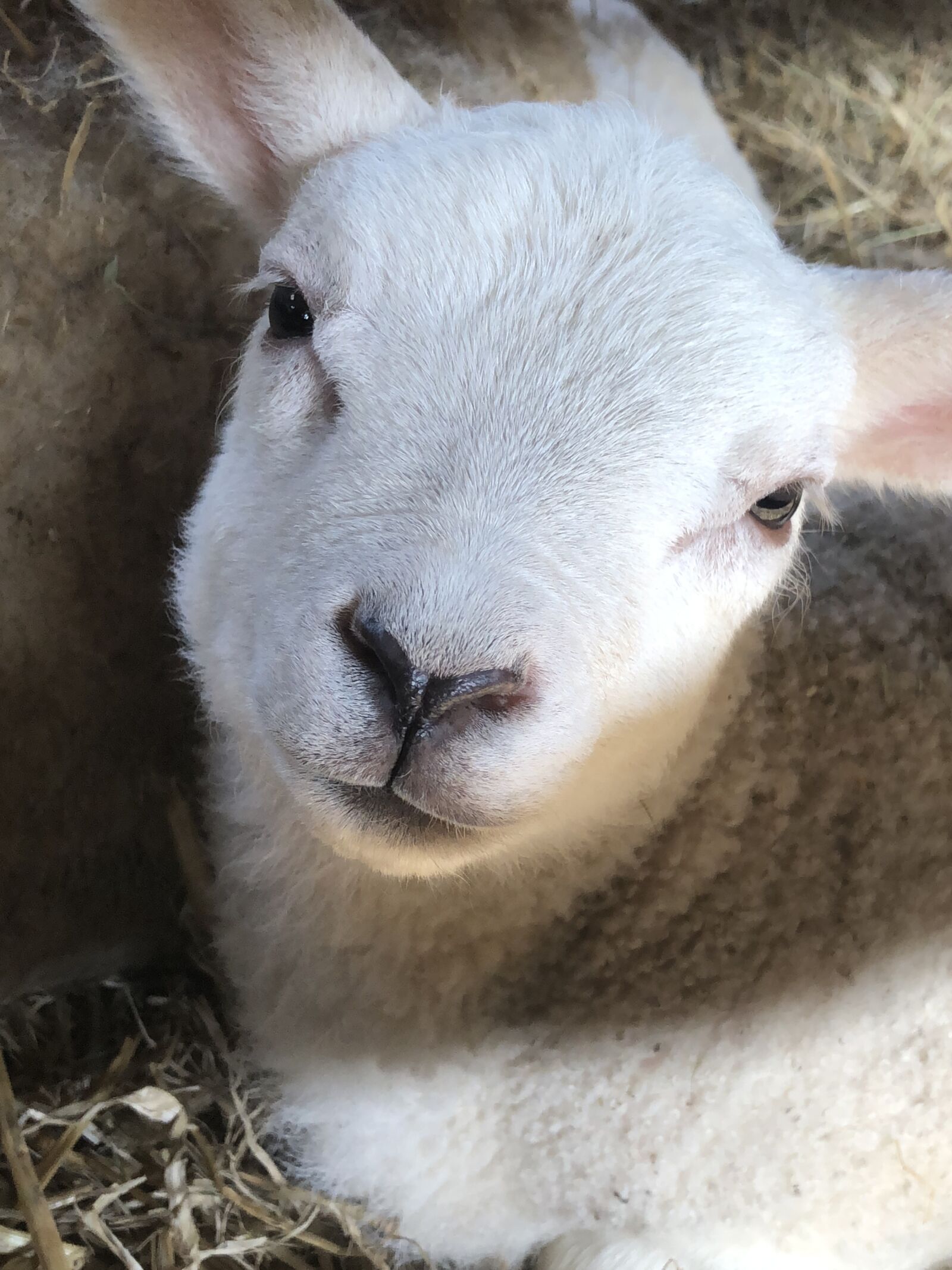 iPhone X back dual camera 4mm f/1.8 sample photo. Lamb, sheep, farm photography
