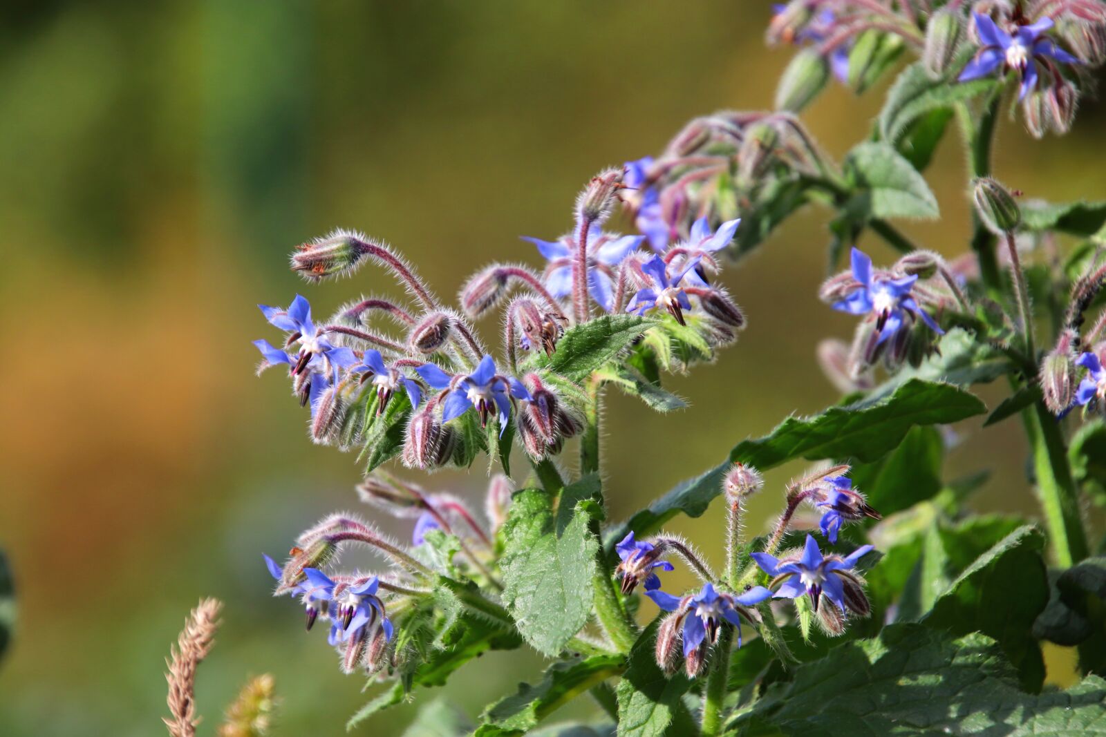 Canon EOS 800D (EOS Rebel T7i / EOS Kiss X9i) sample photo. Flowers, plants, color blue photography