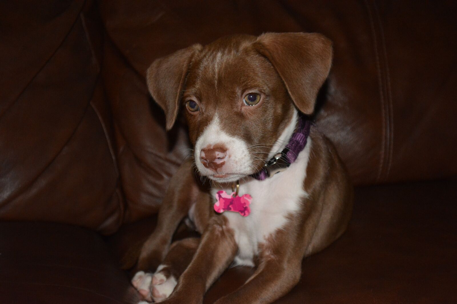 Nikon D5200 sample photo. Puppy, dog, ears photography