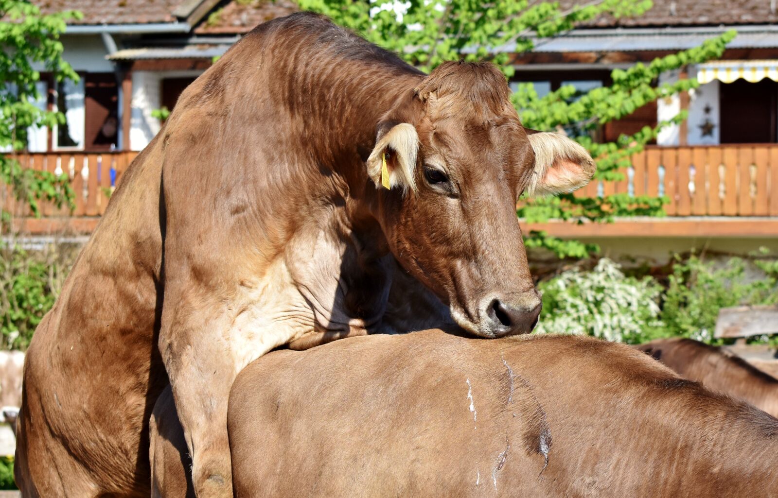 Nikon D7200 sample photo. Cow, bull, beef photography