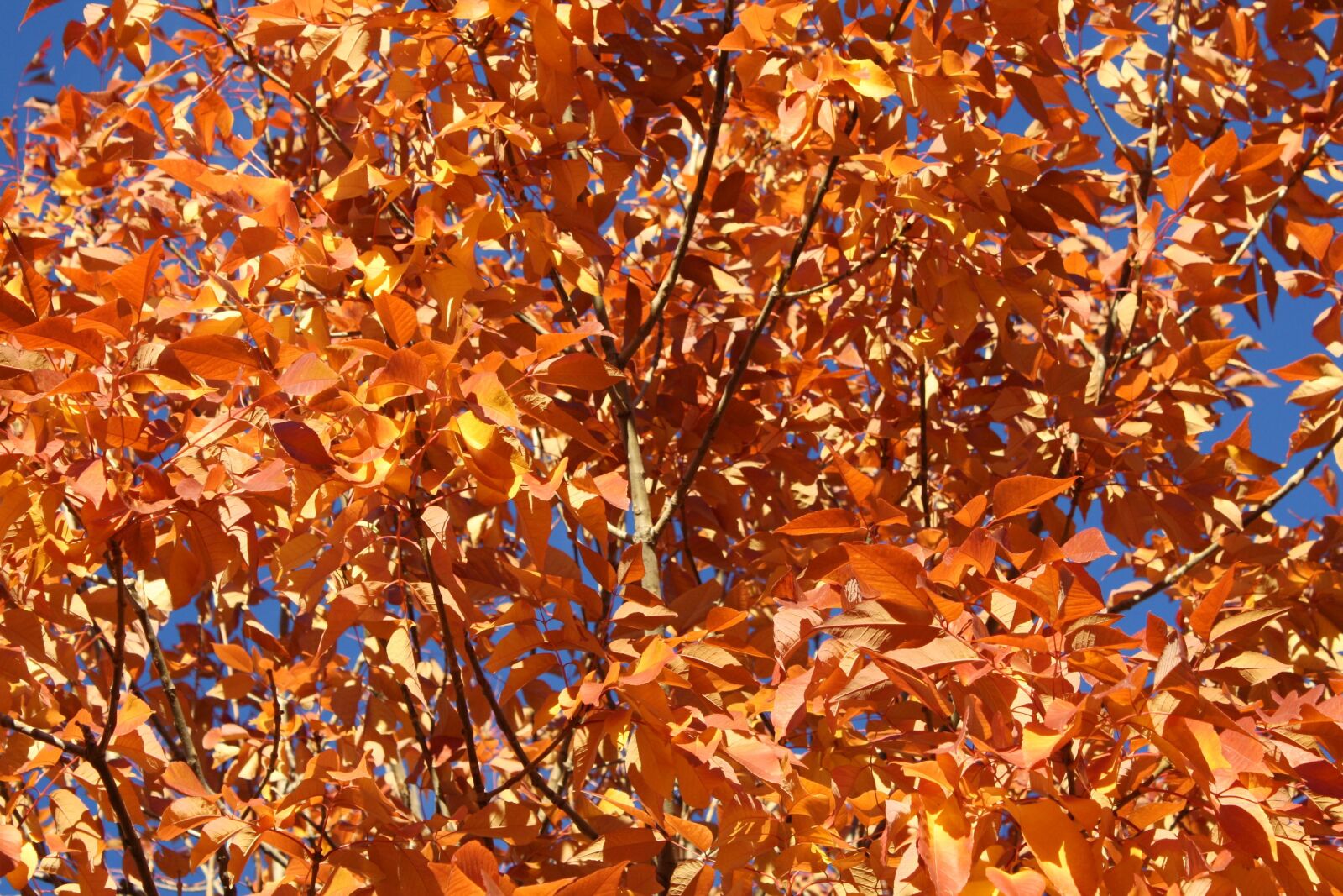 Canon EOS 1000D (EOS Digital Rebel XS / EOS Kiss F) sample photo. Orange, autumn, leaves photography