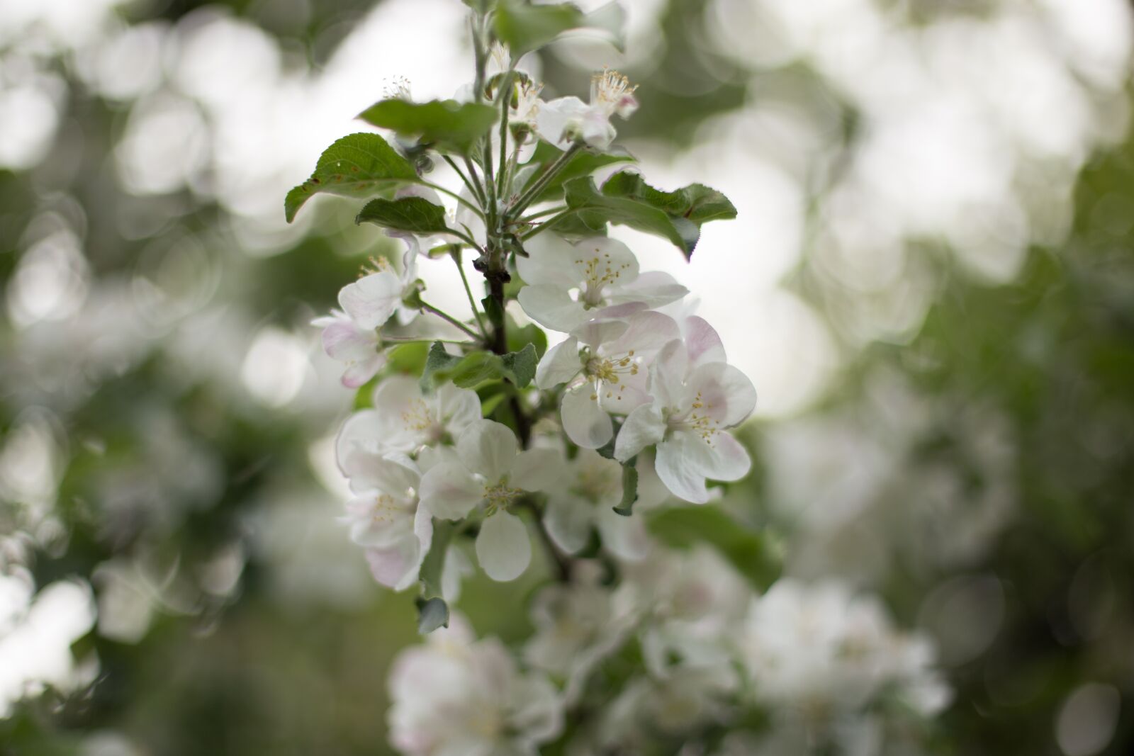Canon EOS 6D + Canon EF 50mm F1.4 USM sample photo. Spring, tree, nature photography