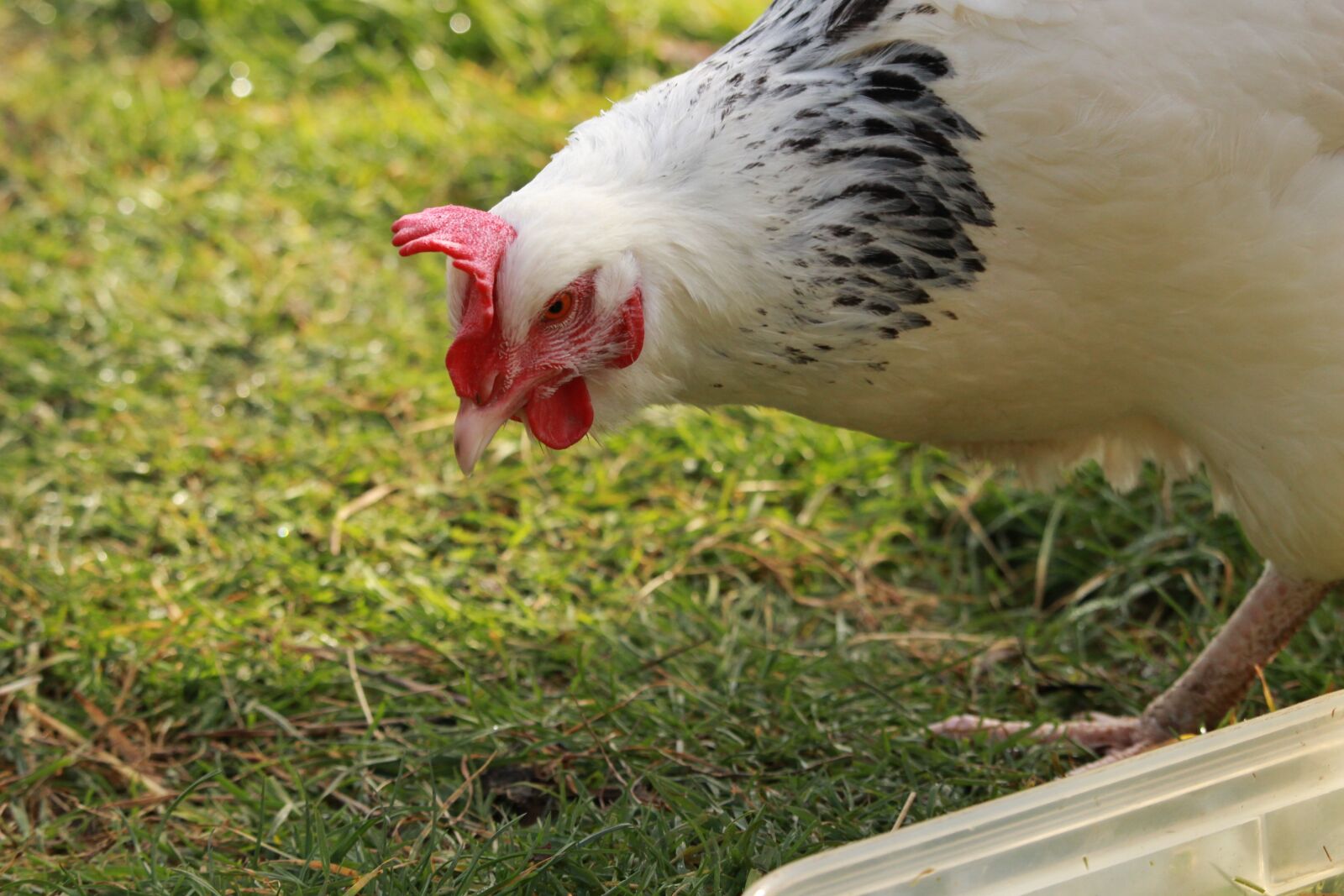 Canon EOS 1200D (EOS Rebel T5 / EOS Kiss X70 / EOS Hi) sample photo. Hen sussex, hen, white photography