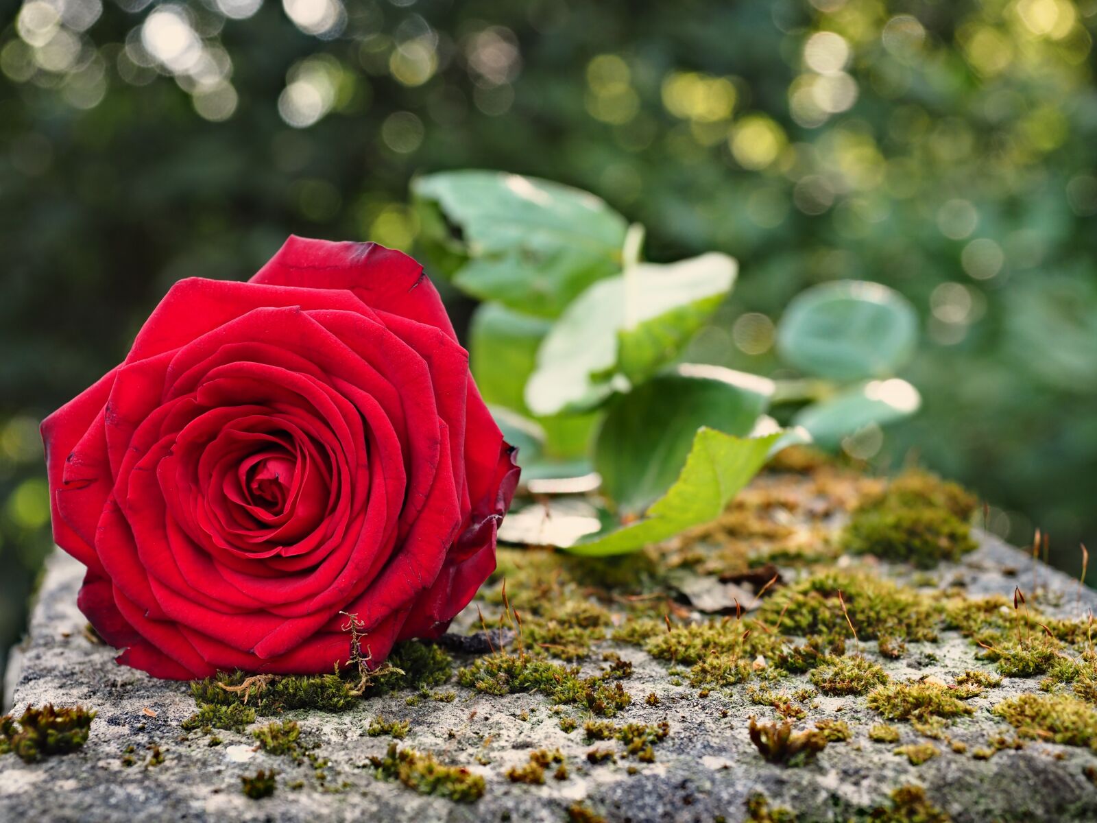 Olympus OM-D E-M5 II + Olympus M.Zuiko Digital ED 12-40mm F2.8 Pro sample photo. Rose, stone, flower photography