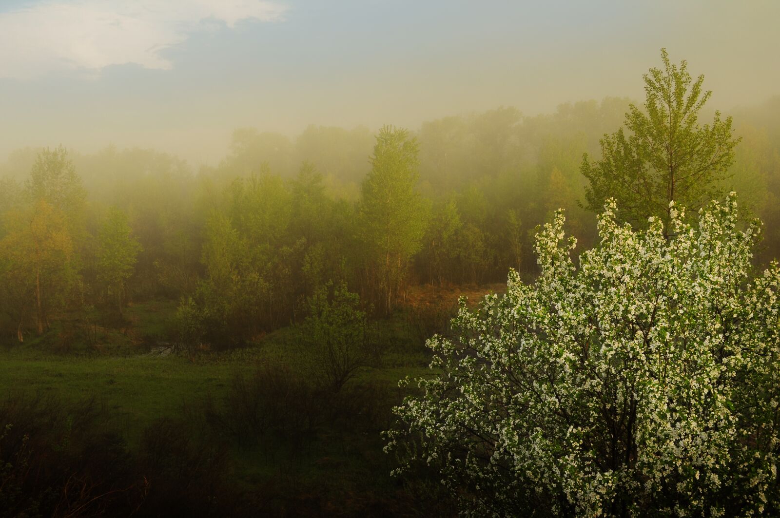 Nikon D5000 sample photo. Fog, nature, morning photography