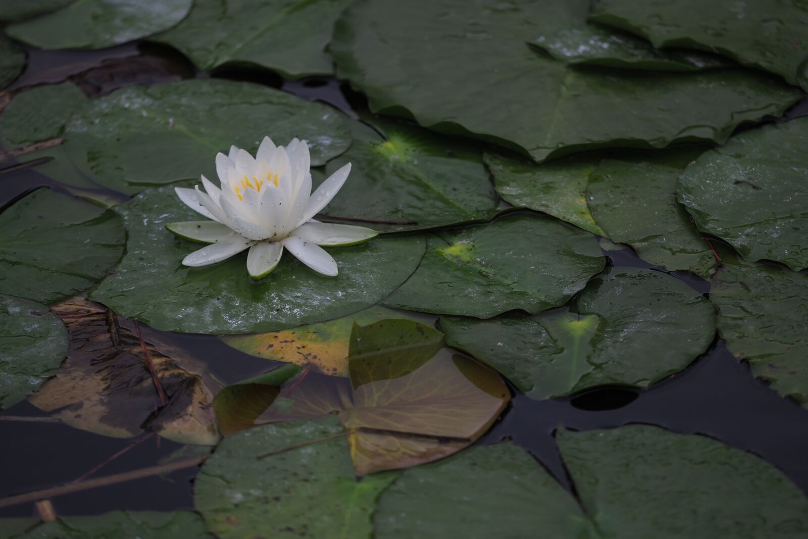 Olympus OM-D E-M1 Mark II + Olympus M.Zuiko Digital ED 40-150mm F2.8 Pro sample photo. Lotus, pond, nature photography