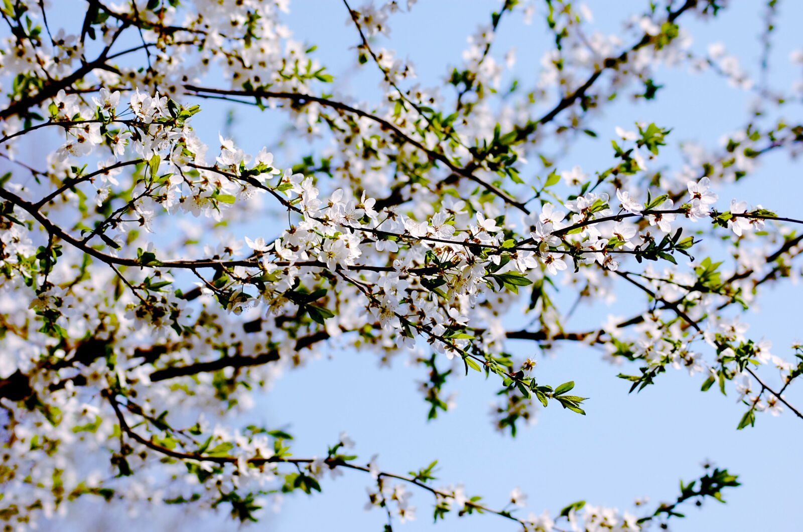 Nikon D40 sample photo. Spring, flowers, nature photography