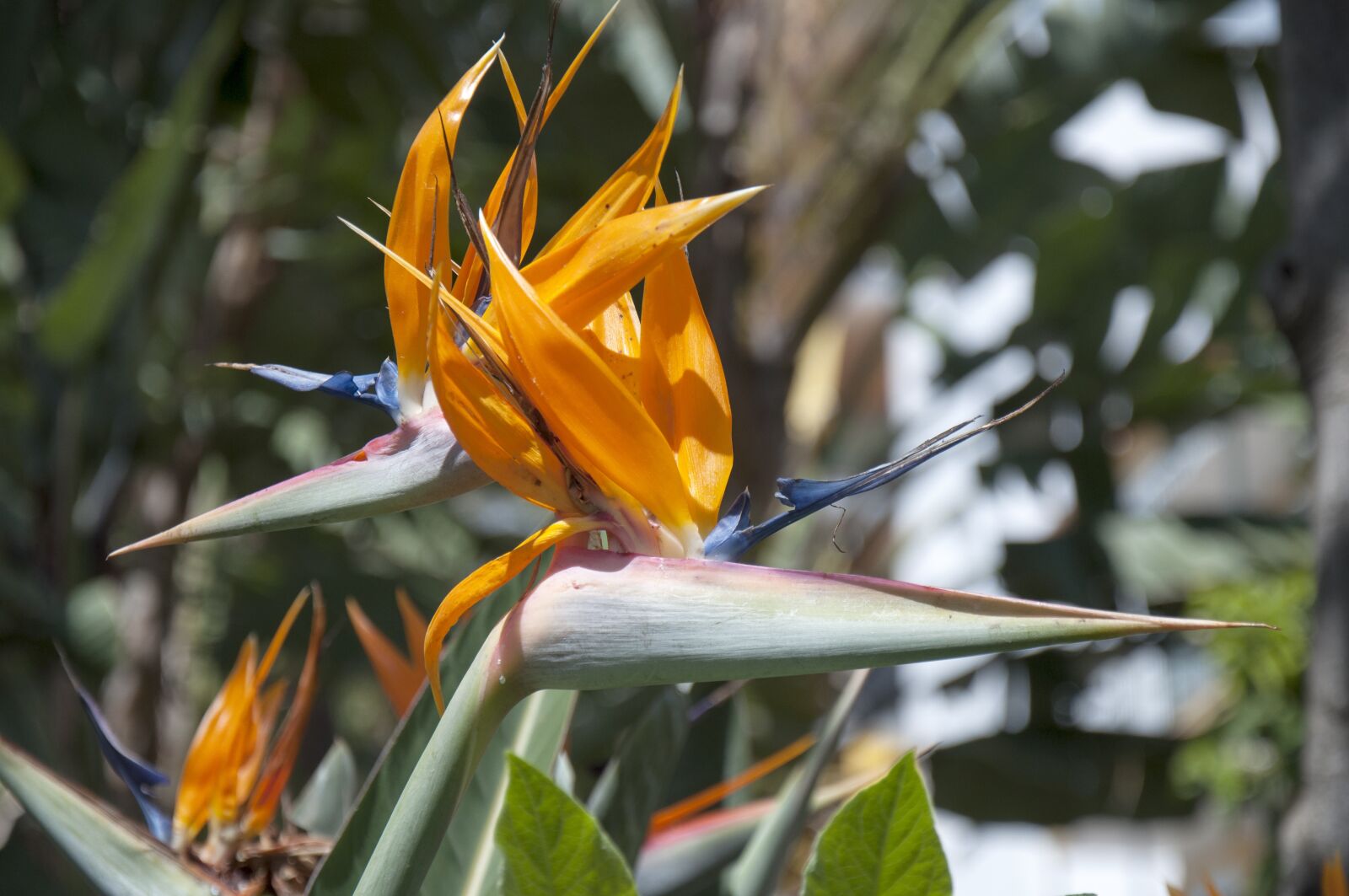 Nikon D90 sample photo. Flower, estelicia, bird of photography