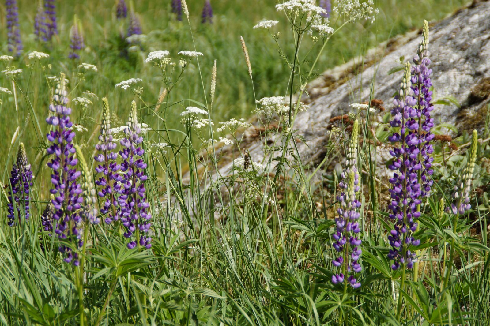 Sony SLT-A58 sample photo. Lupins, summer, bloom photography