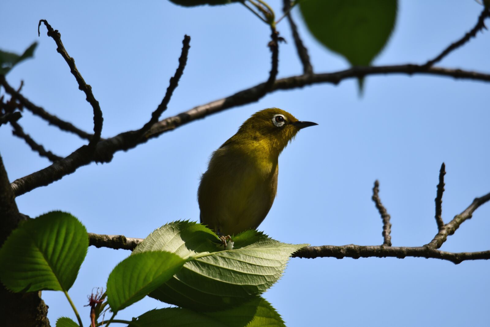 Nikon D7200 sample photo. Animal, forest, wood photography