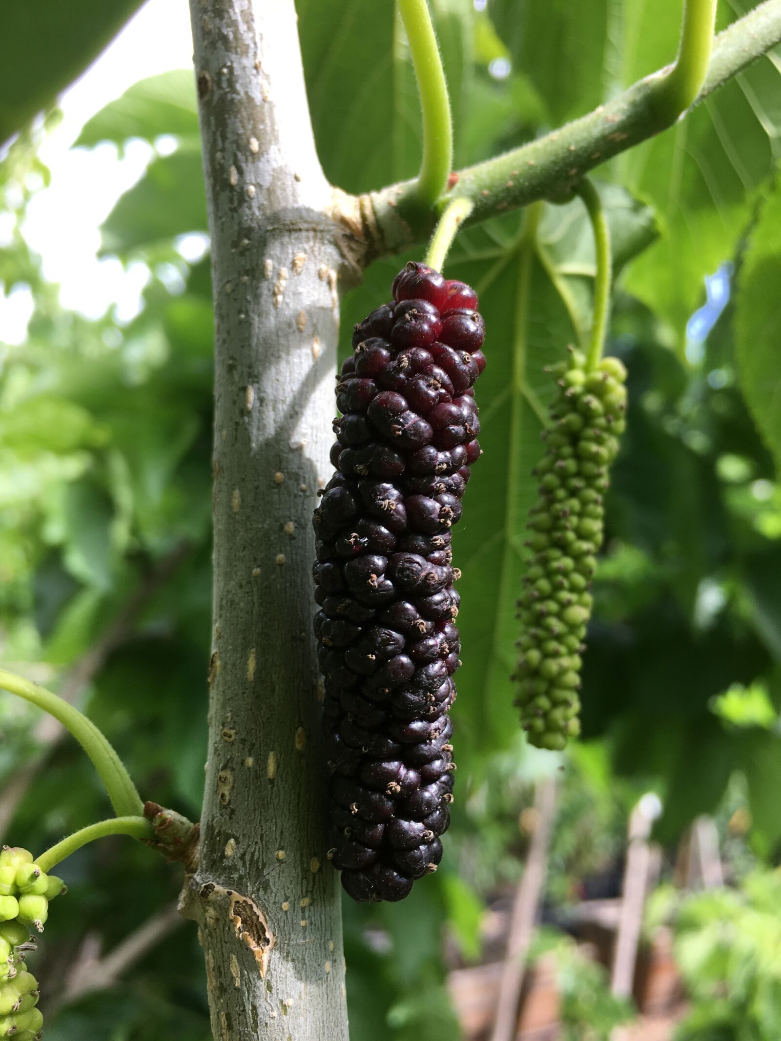 Apple iPhone 6s sample photo. Silk, worm, mulberry photography