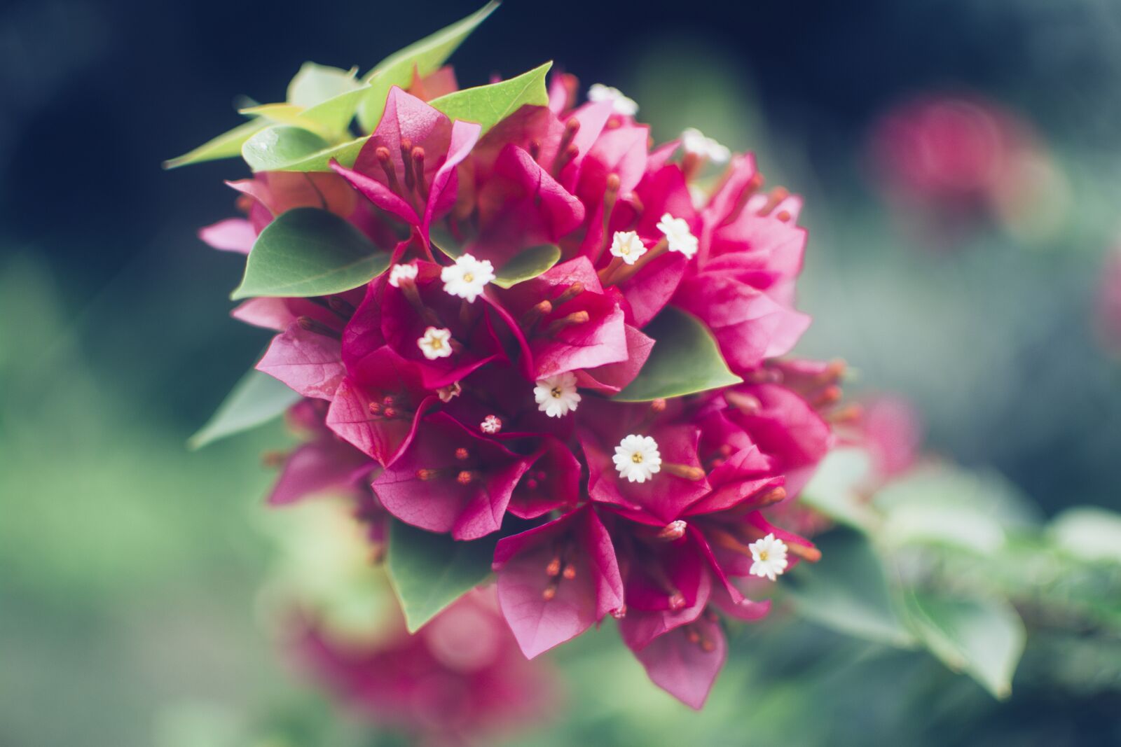 Nikon D7100 sample photo. Flower, nature, tropical photography