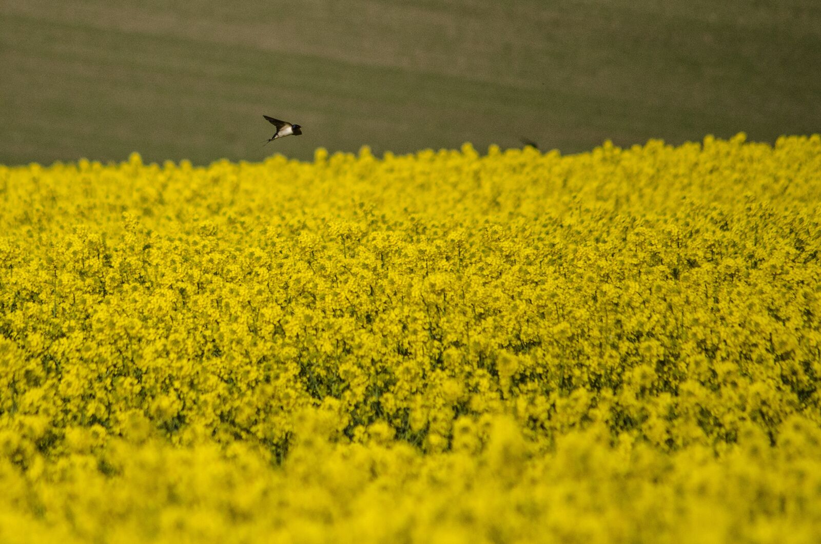 Nikon D7000 sample photo. Swallow, rapeseed, spring photography