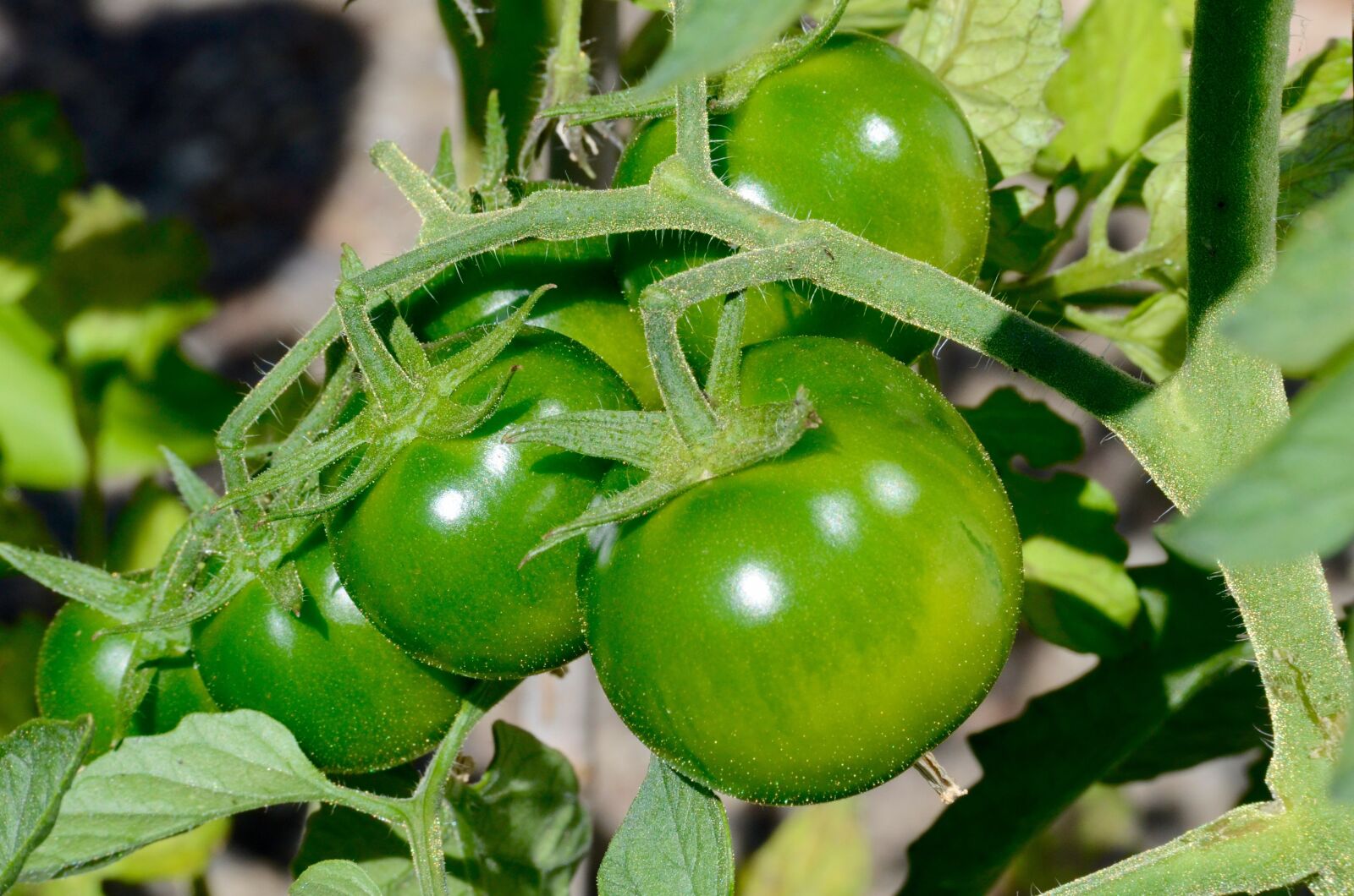 Nikon D5100 sample photo. Tomatoes, green, vegetables photography
