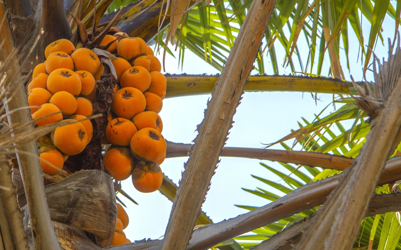 Canon EOS 7D sample photo. Africa, nigeria, fruits photography