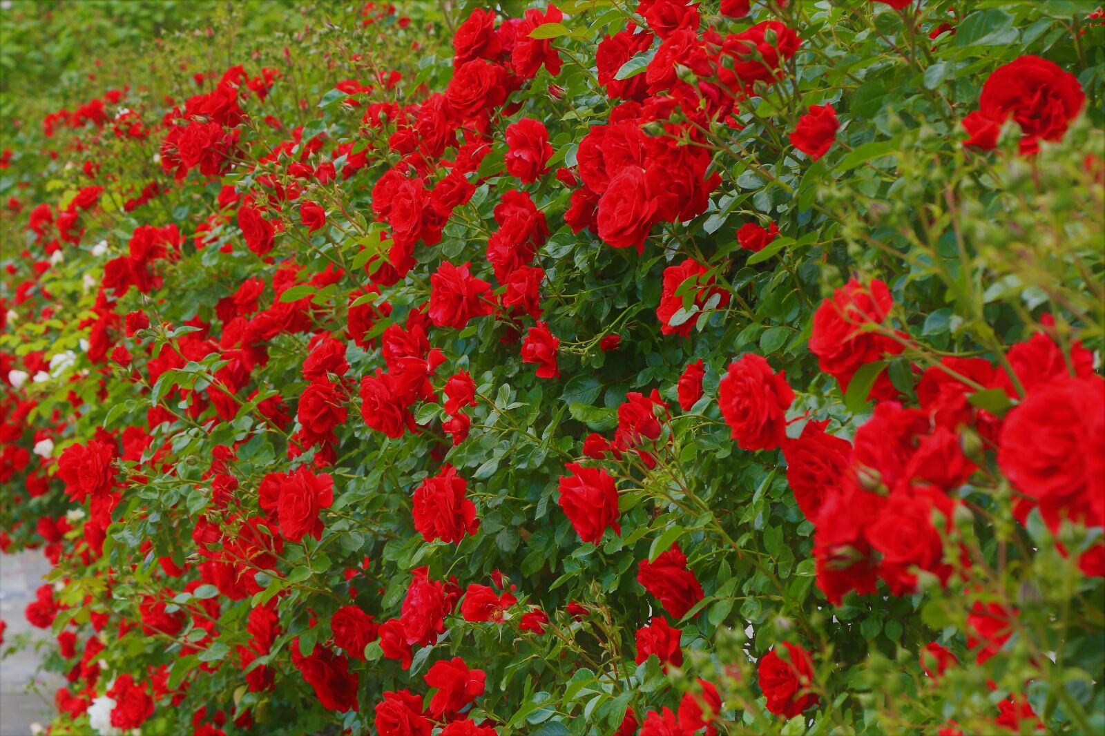 Canon EOS 5D Mark III sample photo. Rose, spring, nature photography