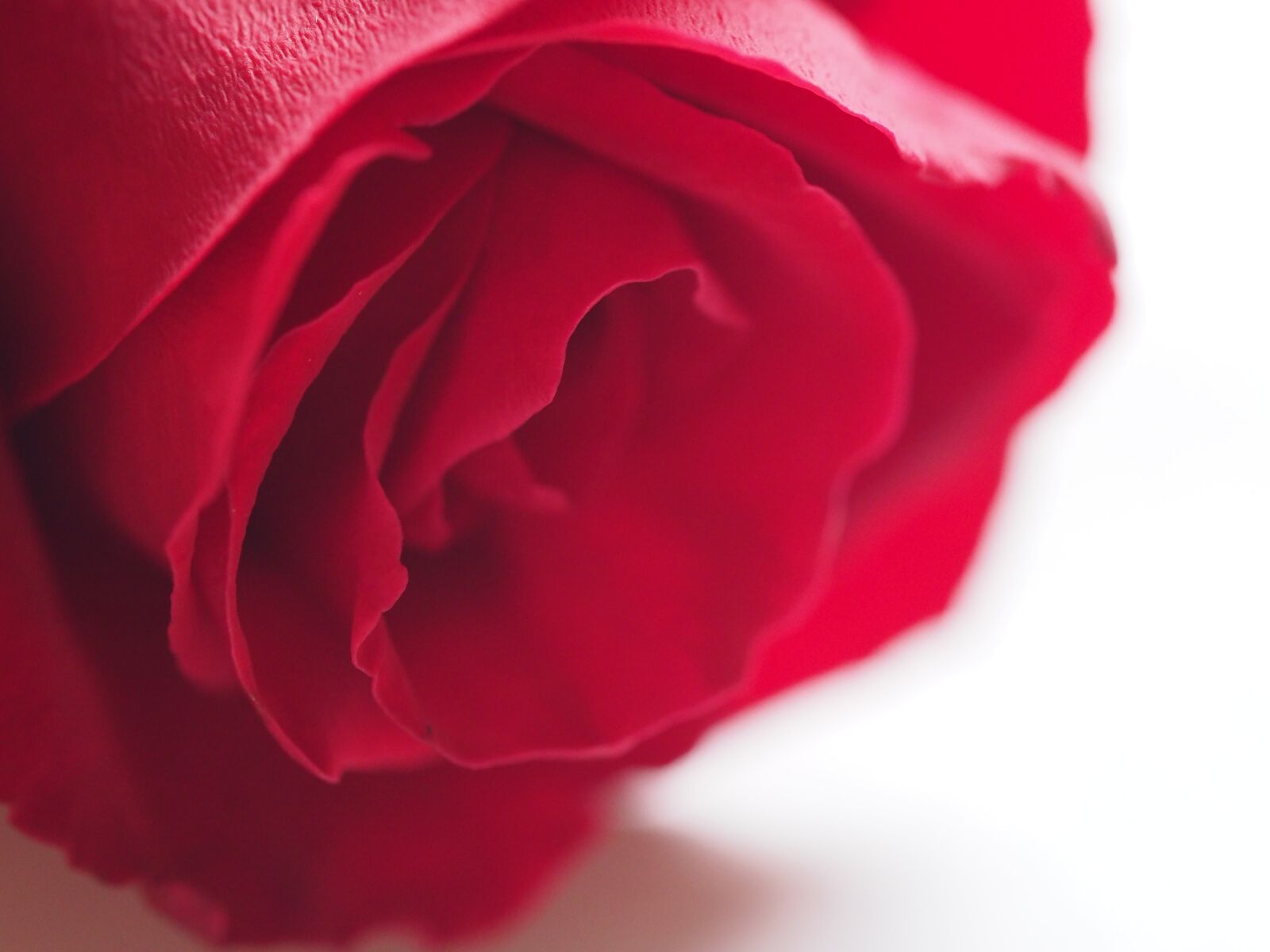 Olympus M.Zuiko Digital ED 60mm F2.8 Macro sample photo. Rose, flower, petal photography