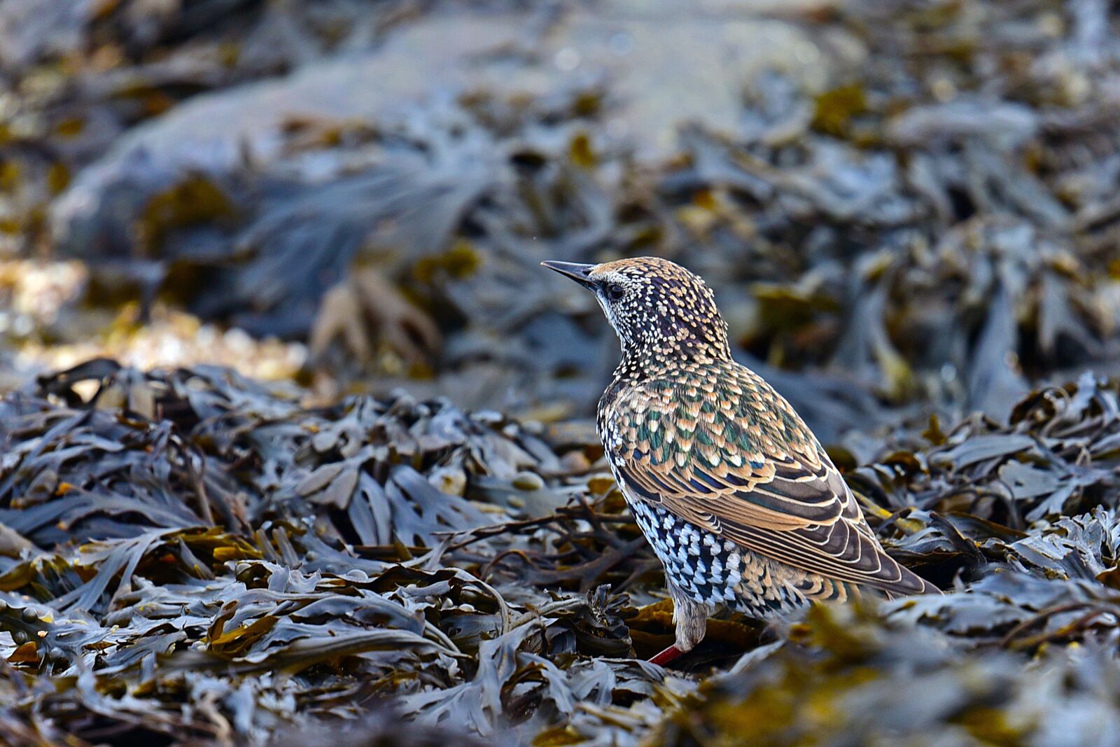 Nikon D750 sample photo. Star, bladderwrack, north sea photography