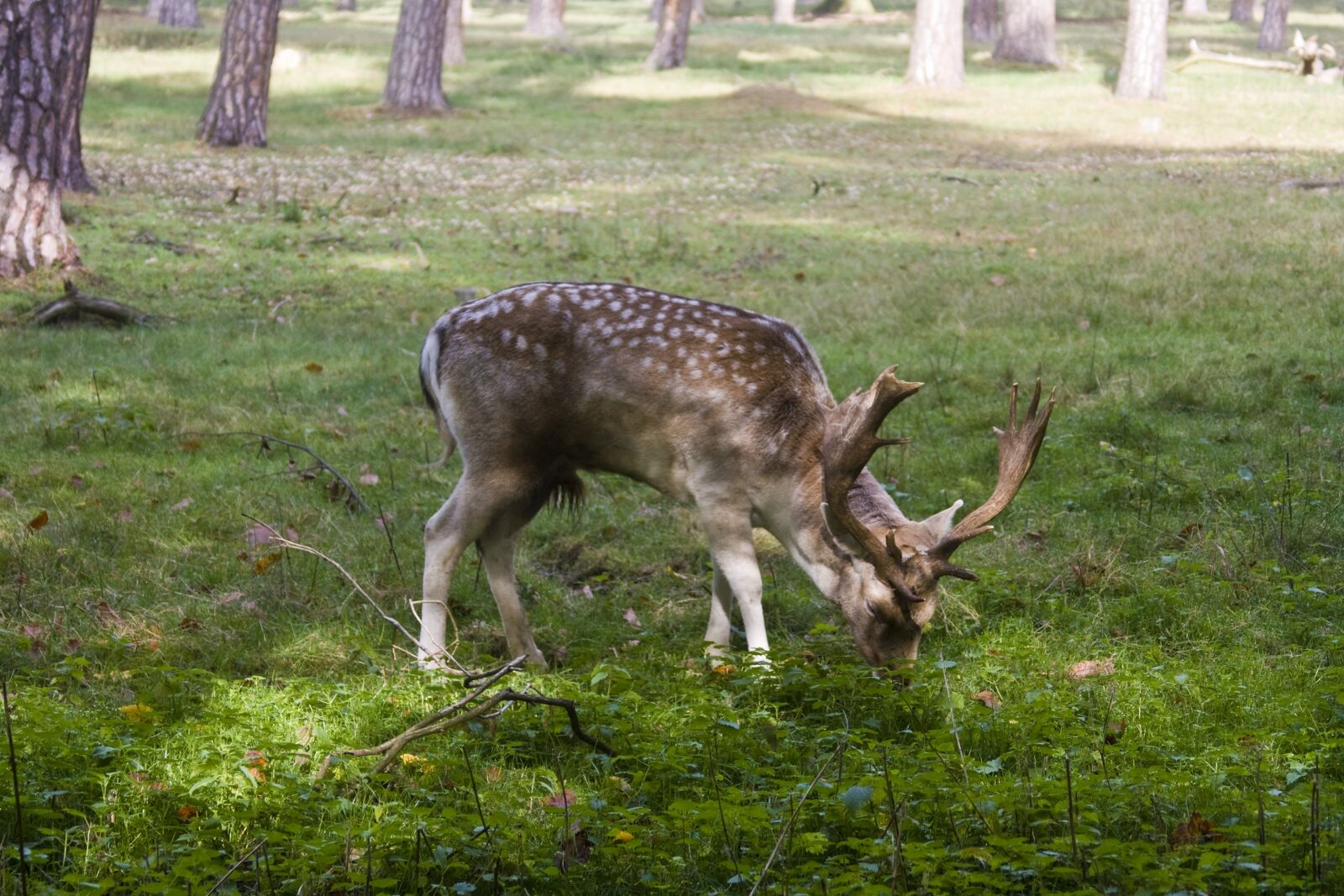 Canon EOS 1000D (EOS Digital Rebel XS / EOS Kiss F) sample photo. Hirsch, fallow deer, forest photography