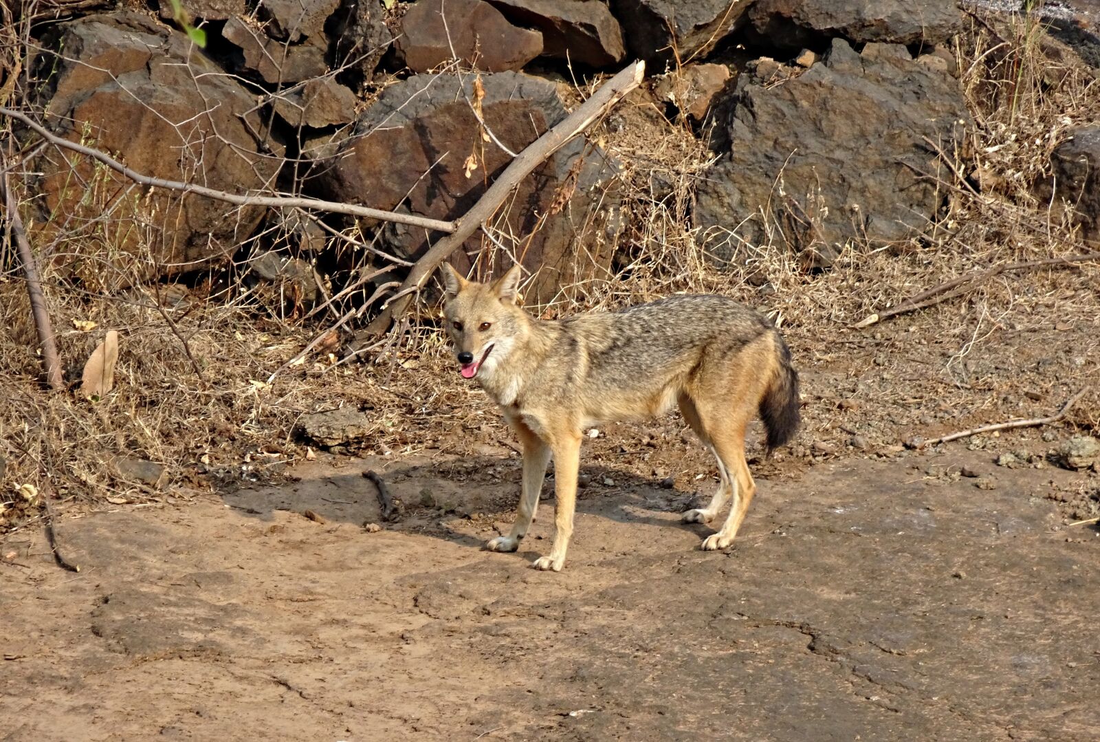 Sony Cyber-shot DSC-HX90V sample photo. Jackal, golden jackal, canis photography