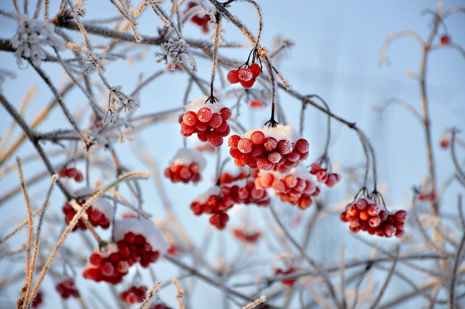 Nikon D3200 sample photo. Viburnum, red berry, winter photography