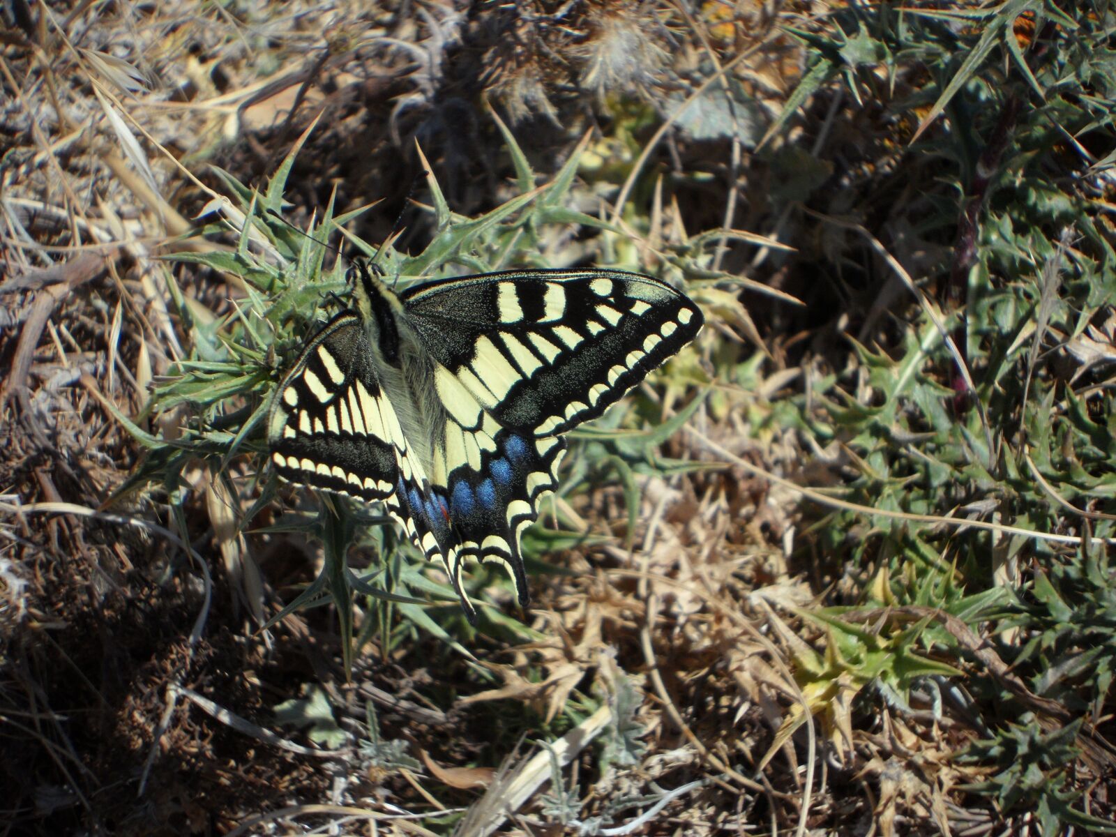 Samsung VLUU WB210, SAMSUNG WB210 sample photo. Butterfly, fauna, dovetail photography
