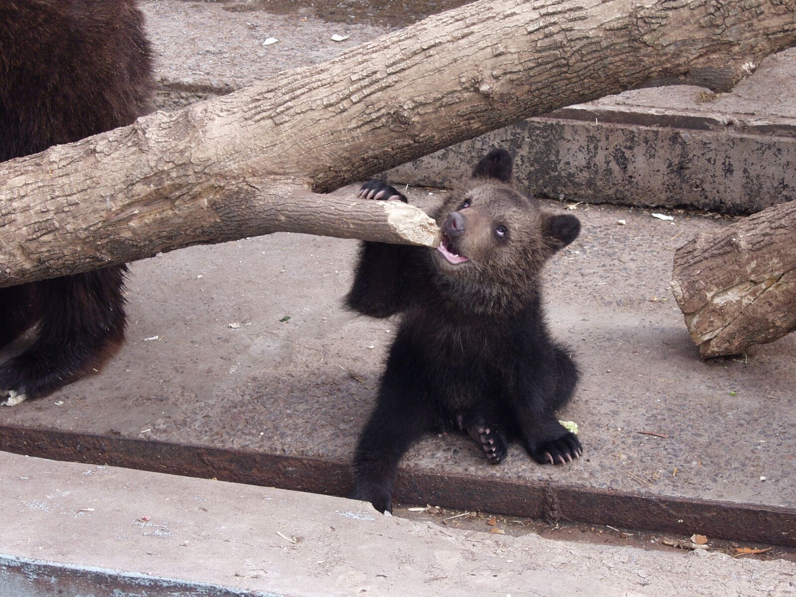 Olympus E-10 sample photo. Zoo, kharkov zoo, kharkov photography