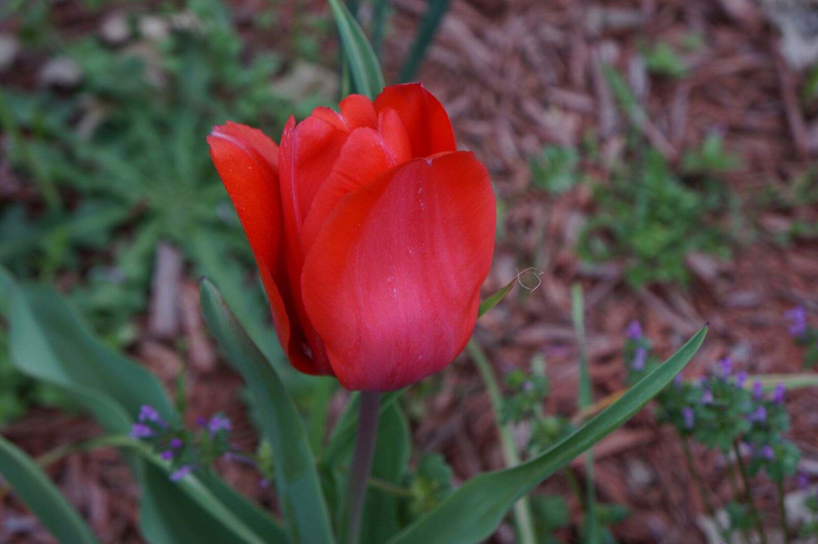 Sony Alpha NEX-5R + Sony E 18-55mm F3.5-5.6 OSS sample photo. Tulip, flower, garden photography