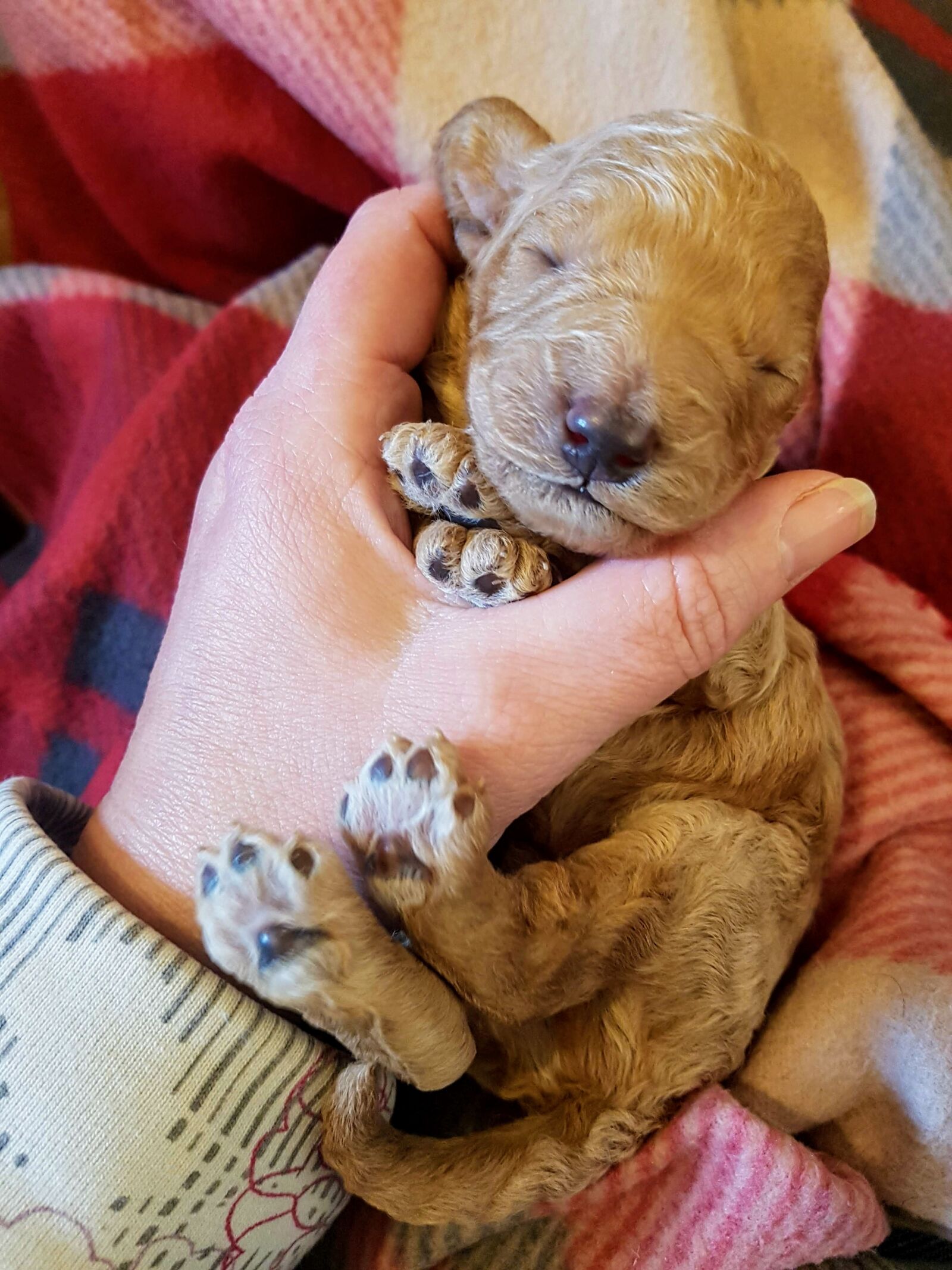 Samsung Galaxy S7 Edge sample photo. Pup, puppy, cockerpoo photography
