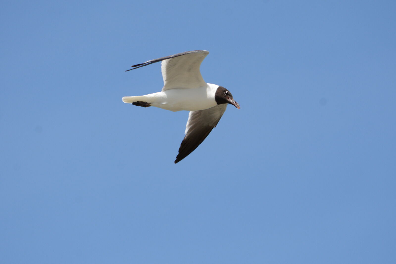 Nikon D7100 sample photo