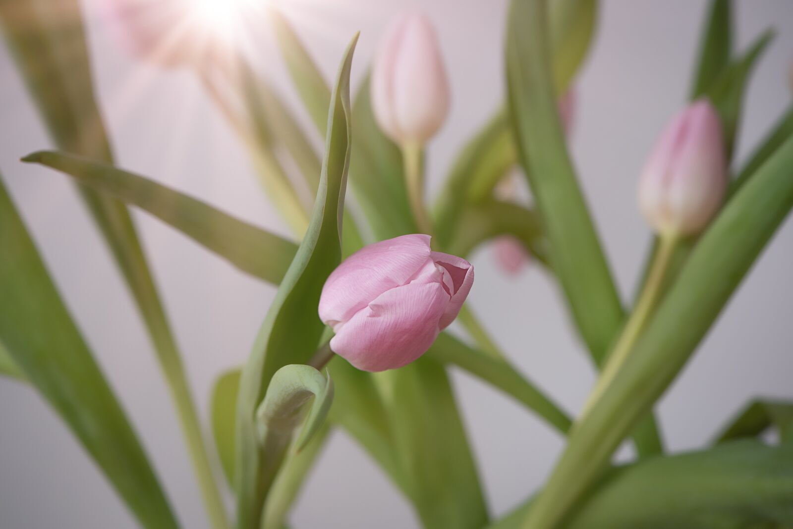 Nikon D750 sample photo. Tulip, flower, pink photography