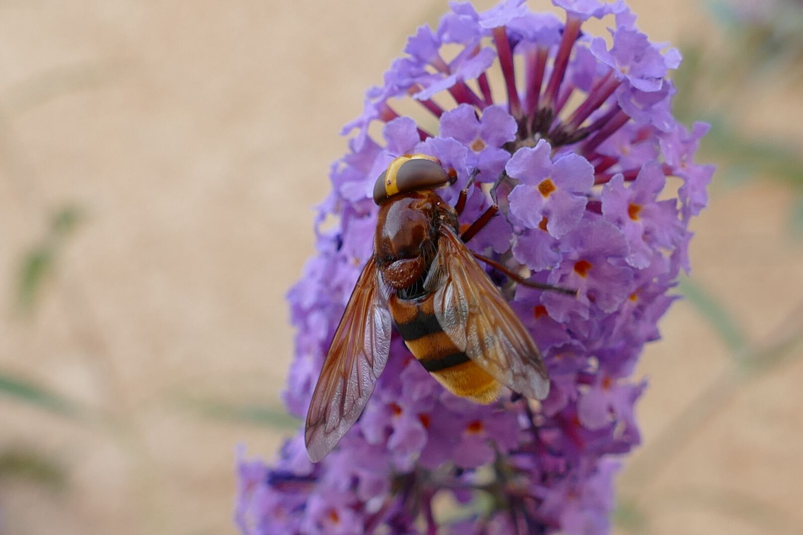 Panasonic Lumix DMC-FZ1000 sample photo. Bee, bug, nectar photography