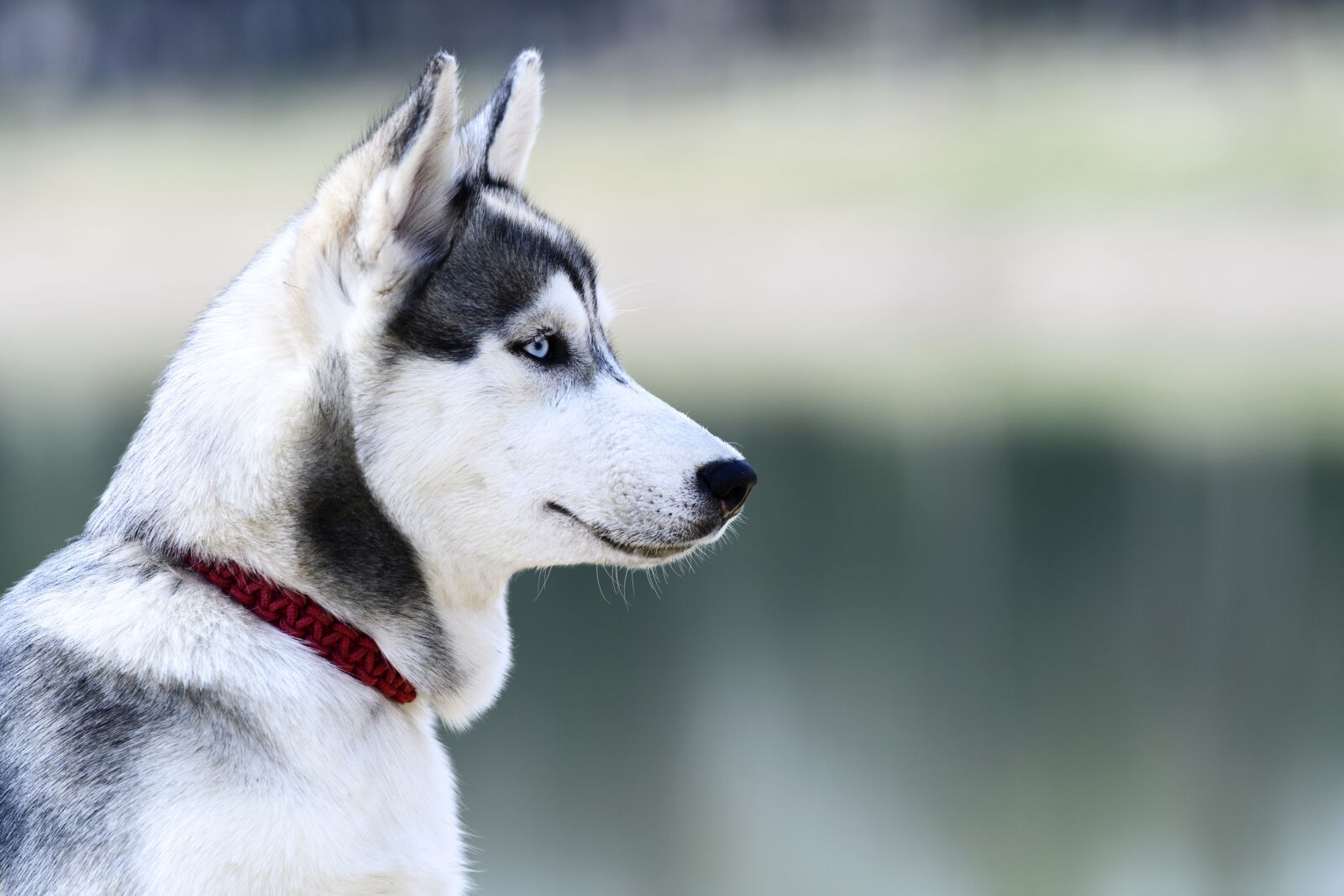 Nikon D5 sample photo. Dog, canine, cute photography