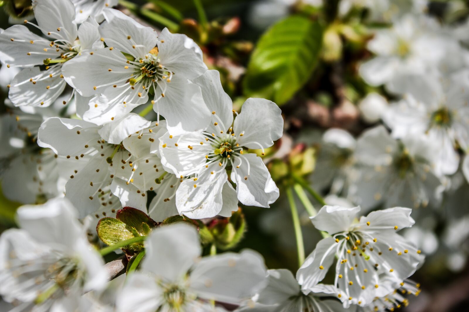 Pentax K-3 sample photo. Cherry blossom, cherry tree photography