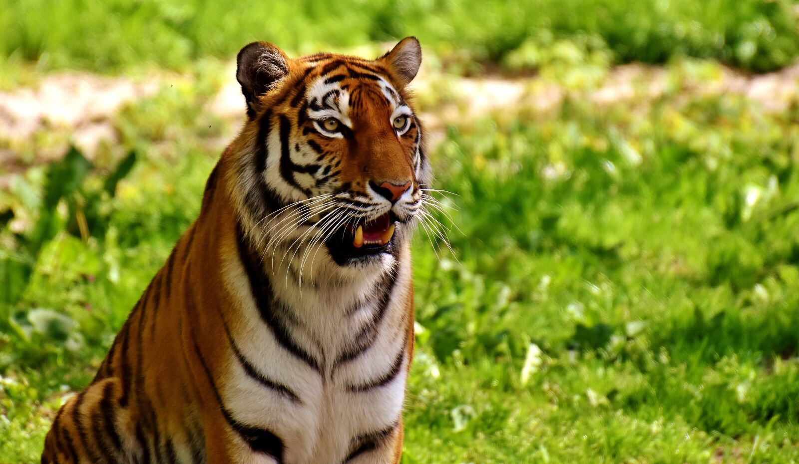 Nikon D7200 sample photo. Tiger, predator, fur photography