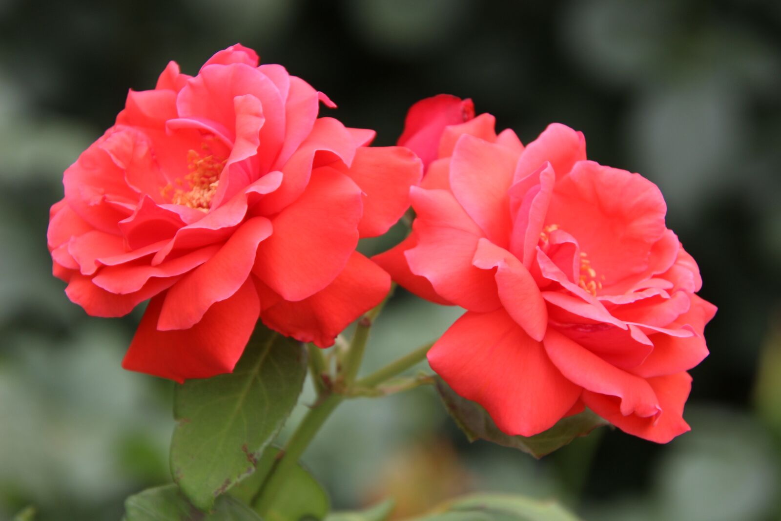 Canon EOS 600D (Rebel EOS T3i / EOS Kiss X5) sample photo. Roses, red roses, red photography