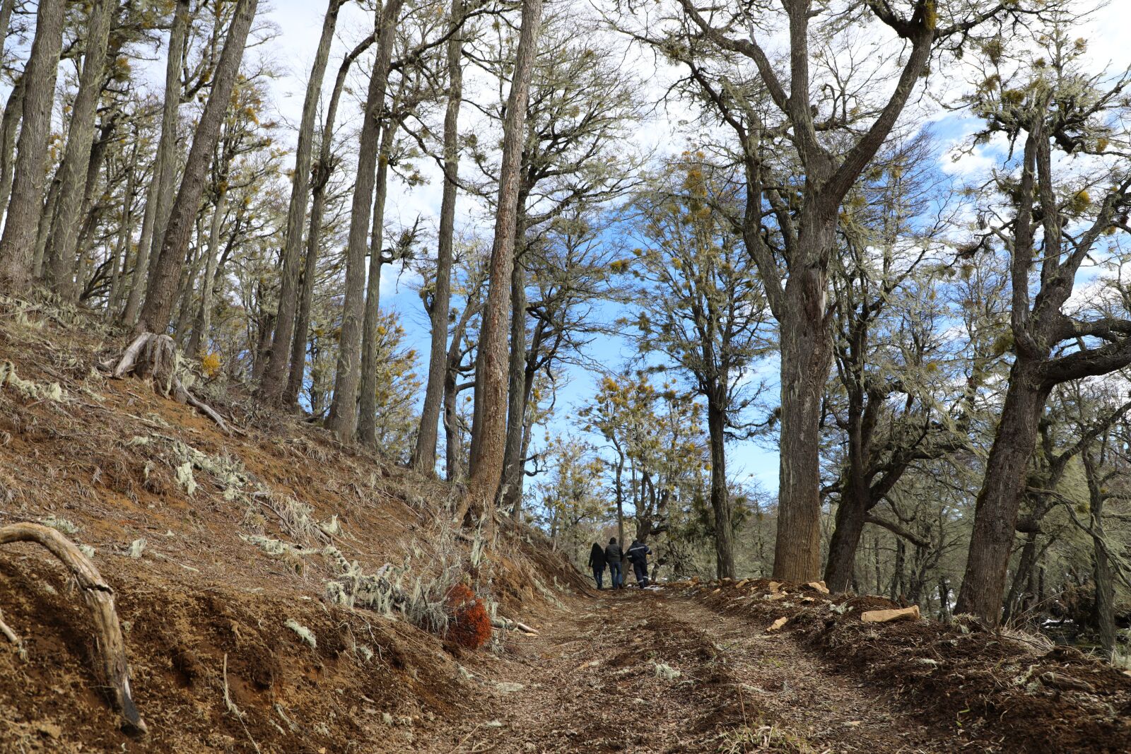Canon EF 24-105mm F4L IS II USM sample photo. Forest, patagonia, landscape photography