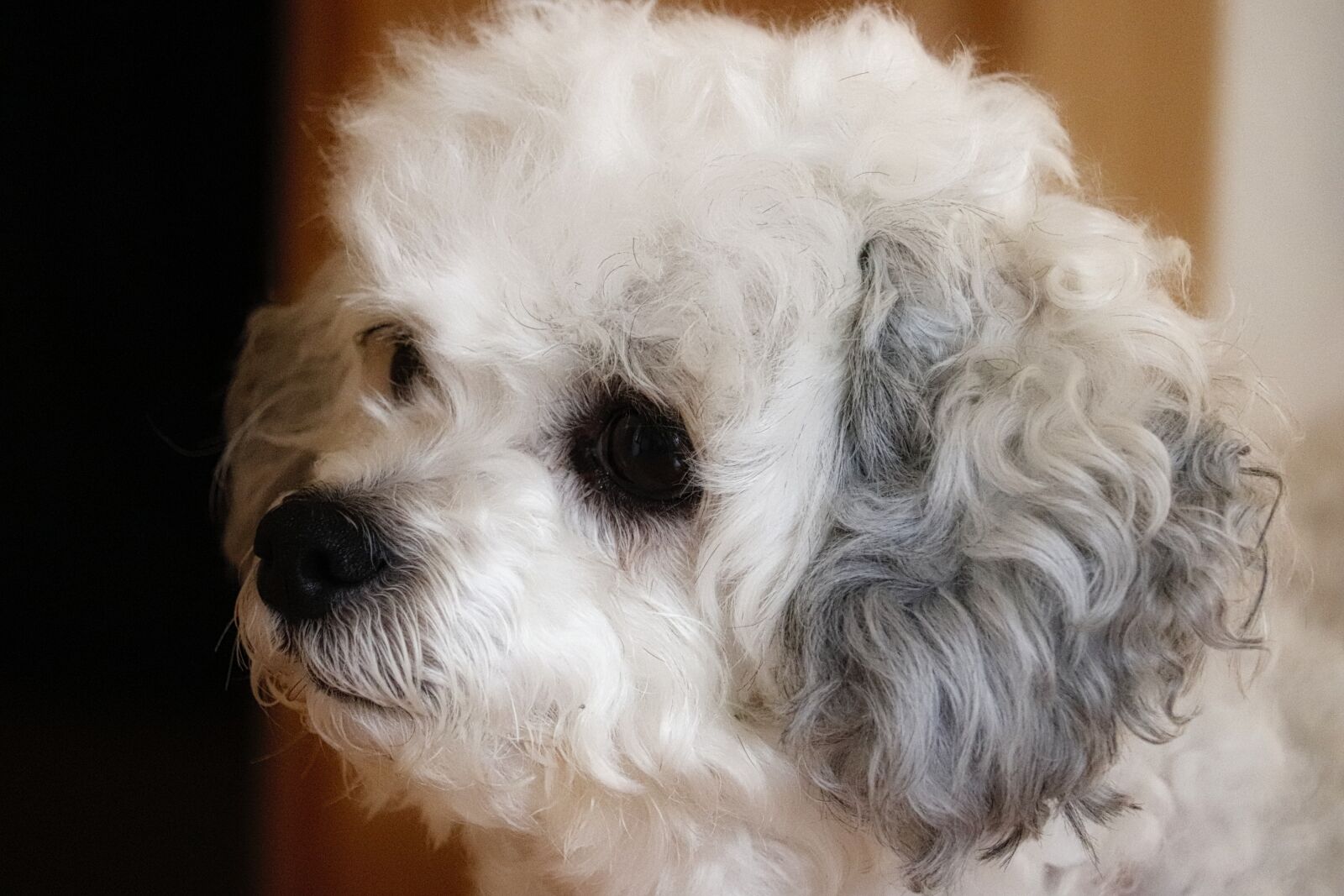 Canon EOS 200D (EOS Rebel SL2 / EOS Kiss X9) sample photo. Dog, pet, bolonka photography