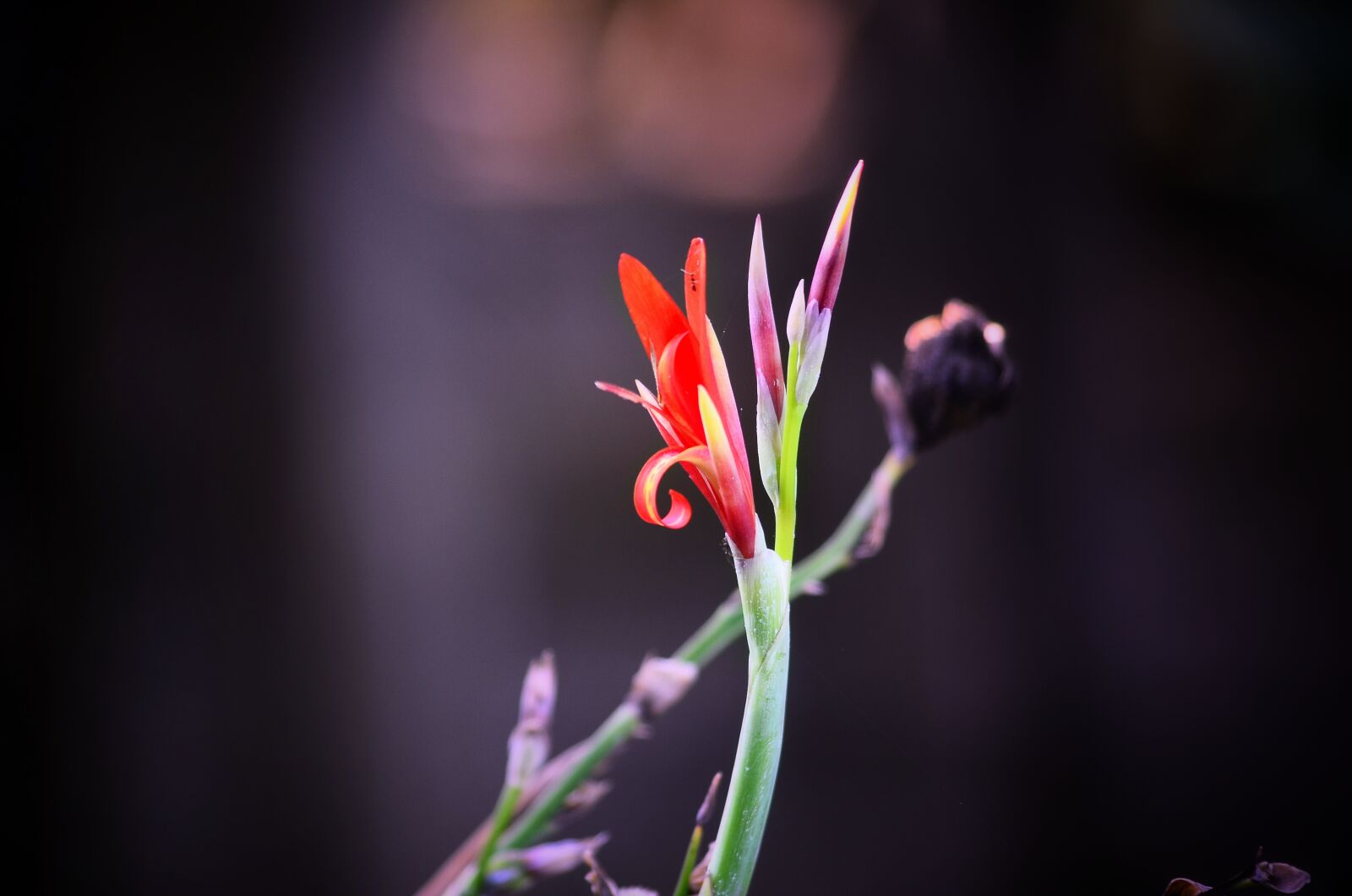Nikon D5100 sample photo. Flower, red, outside photography