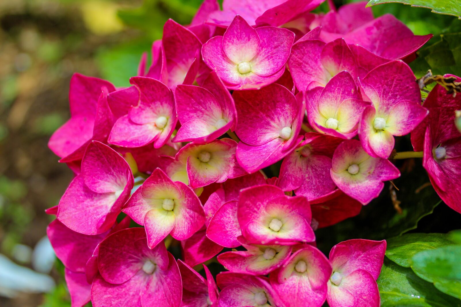 Canon EOS 1300D (EOS Rebel T6 / EOS Kiss X80) sample photo. Flower, hortensia, hydrangea photography