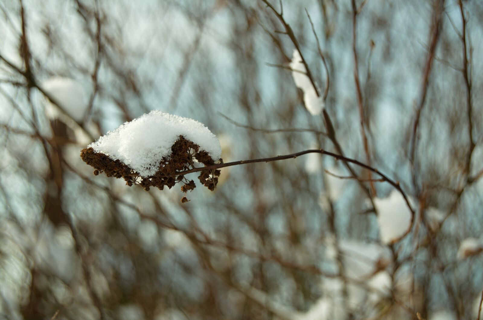 Nikon D5100 + 18.00 - 55.00 mm f/3.5 - 5.6 sample photo. Winter, snow, bush photography