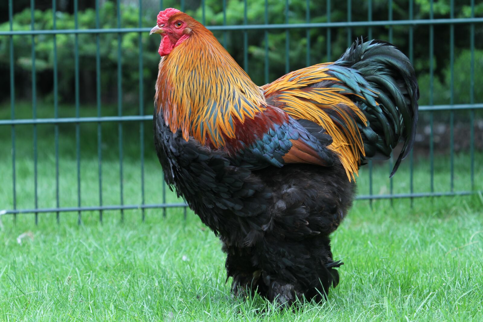Canon EOS 7D sample photo. Hahn, brahma, feather photography