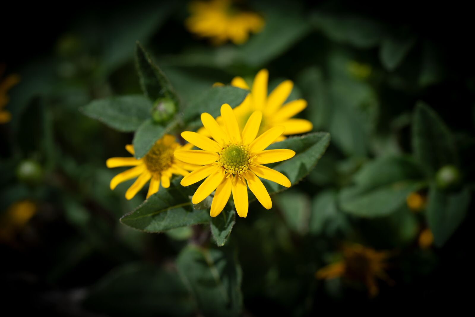 Nikon D750 sample photo. Hussars buttons, flower, flowers photography