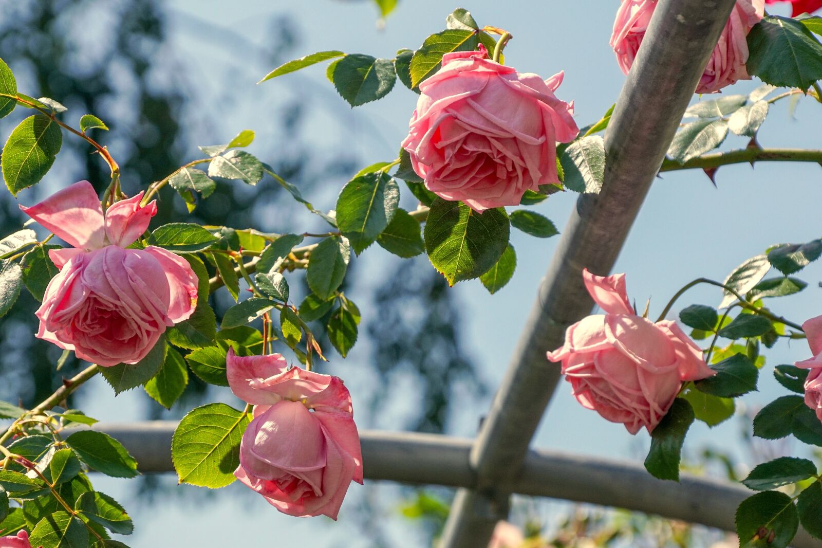 Sony DT 18-135mm F3.5-5.6 SAM sample photo. Roses, fragrance, pink photography