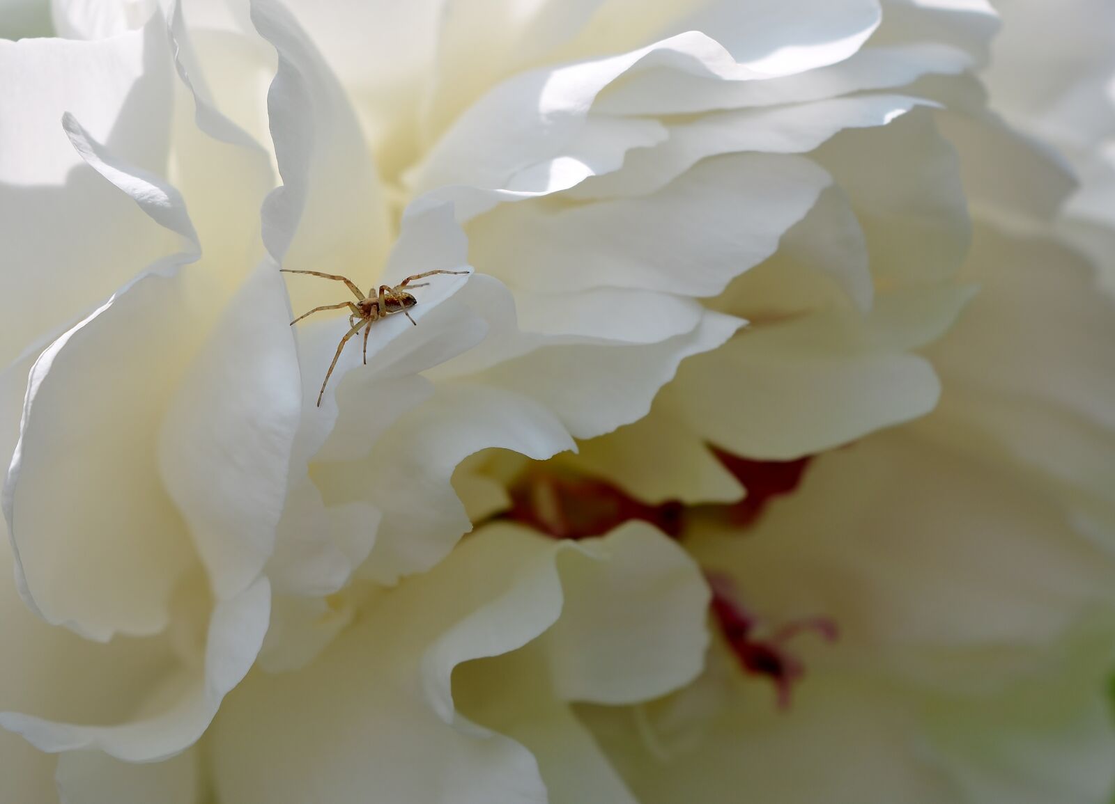 Nikon D5200 sample photo. Flower, nature, peony photography
