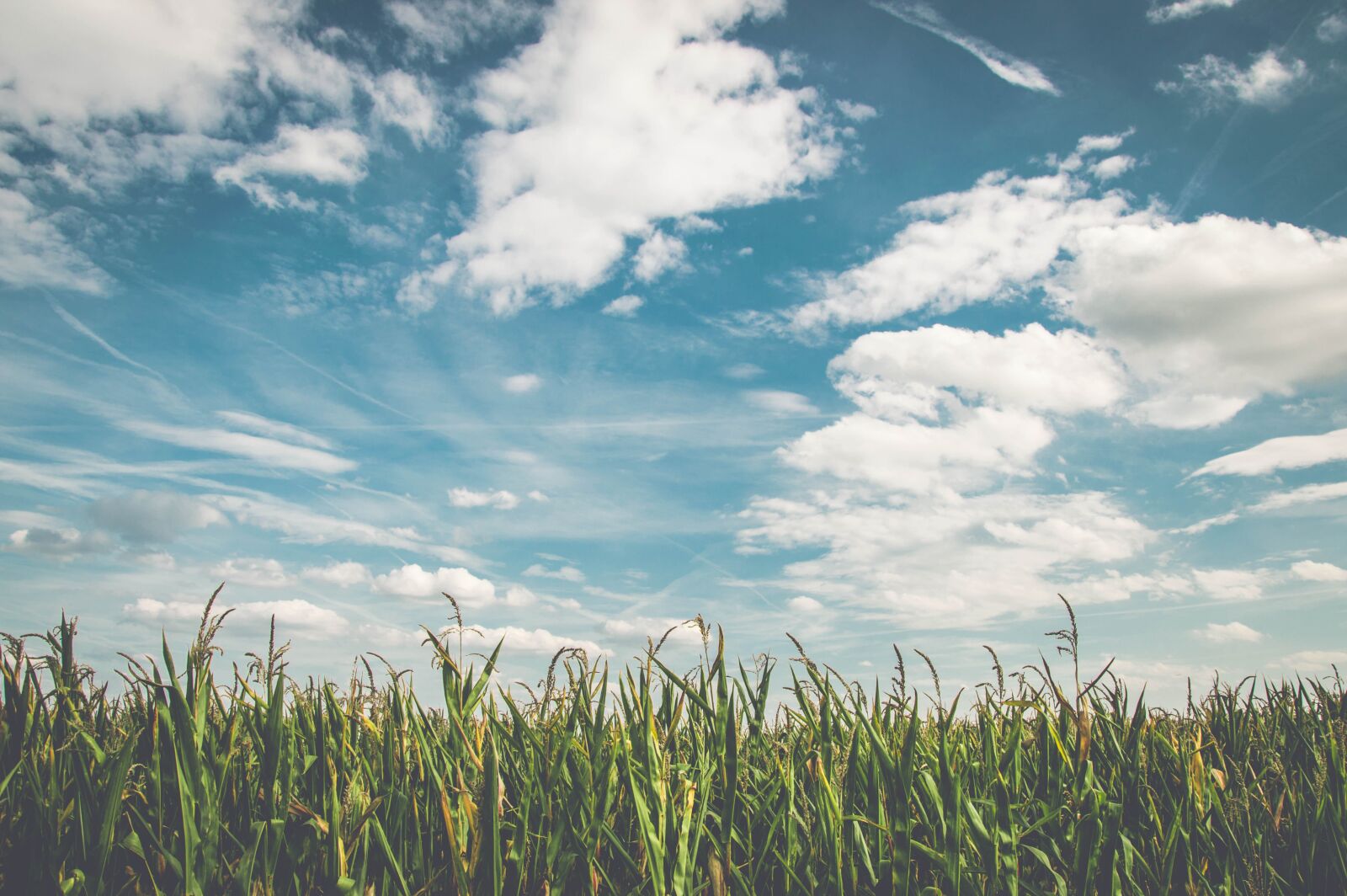 Nikon D3200 sample photo. Field, corn, air photography