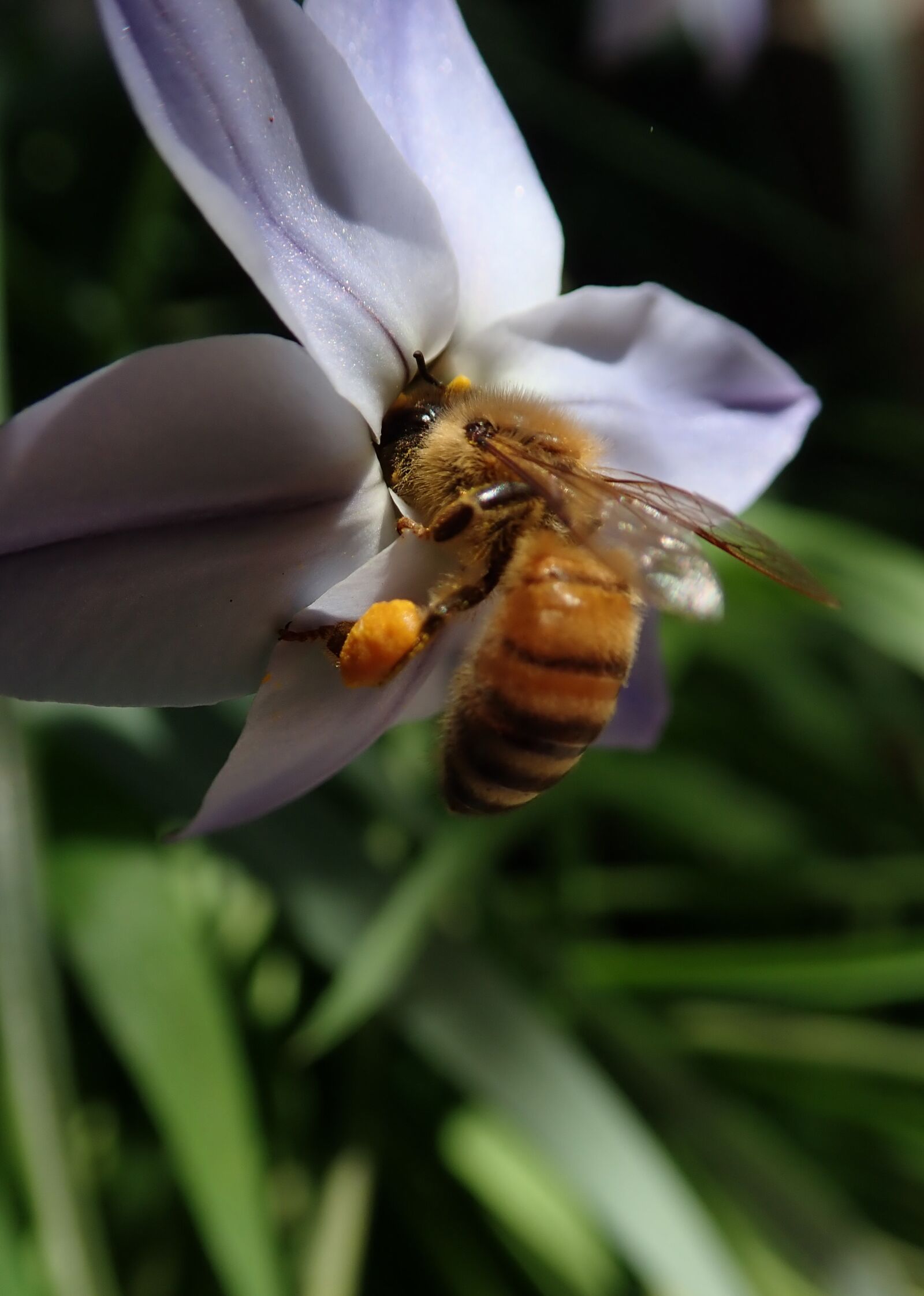 Olympus TG-5 sample photo. Flower, bee, insect photography