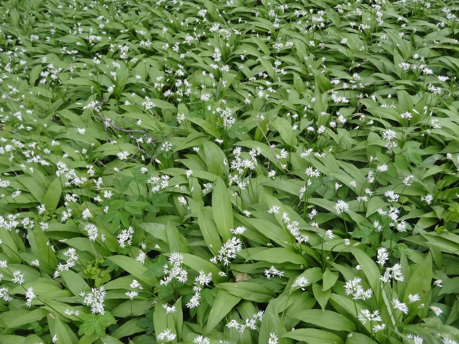 Sony Cyber-shot DSC-HX9V sample photo. Bear garlic, undergrowth, green photography